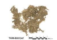 藏品(喙葉泥炭苔)的圖片